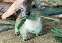 Fakta Hyrax Awawa, Hewan Mungil Kerabat Gajah