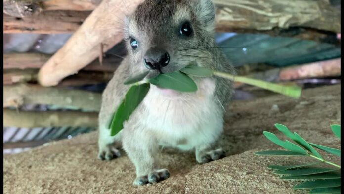 Fakta Hyrax Awawa, Hewan Mungil Kerabat Gajah