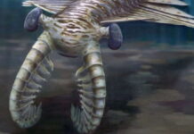 Fakta Menarik Anomalocaris Canadensis, Predator Perairan