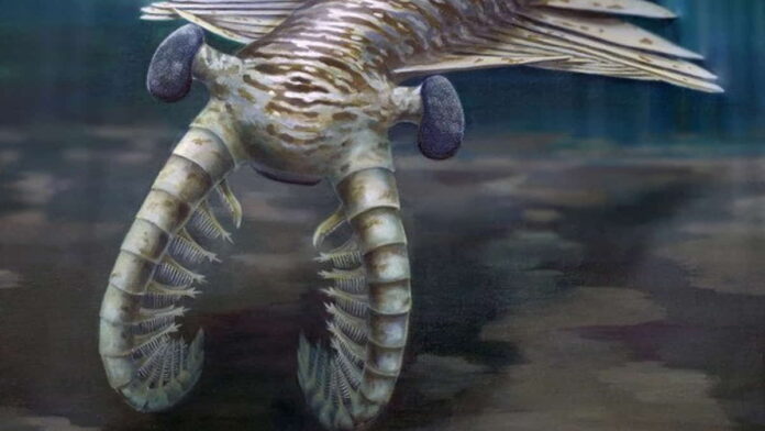 Fakta Menarik Anomalocaris Canadensis, Predator Perairan