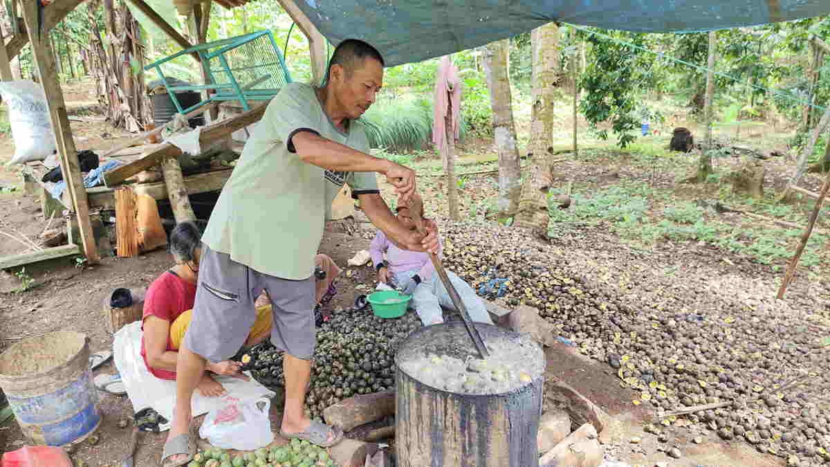 Melihat Proses Produksi Kolang-kaling di Ciamis, Banyak Pesanan tapi Terkendala Bahan Baku