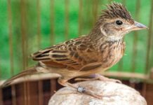 Panduan Cara Ternak Burung Branjangan yang Mudah dan Menguntungkan