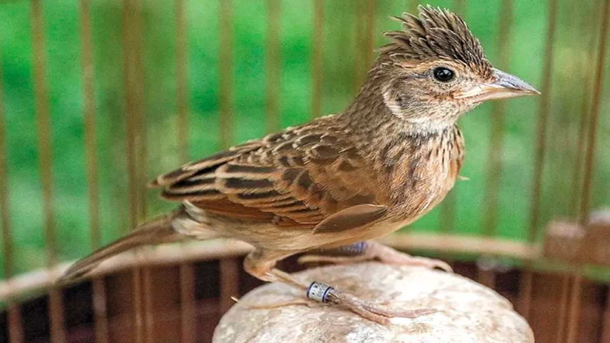 Panduan Cara Ternak Burung Branjangan yang Mudah dan Menguntungkan