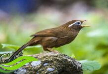 Panduan Cara Ternak Burung Wambi Agar Sukses, Pemula Wajib Tahu!