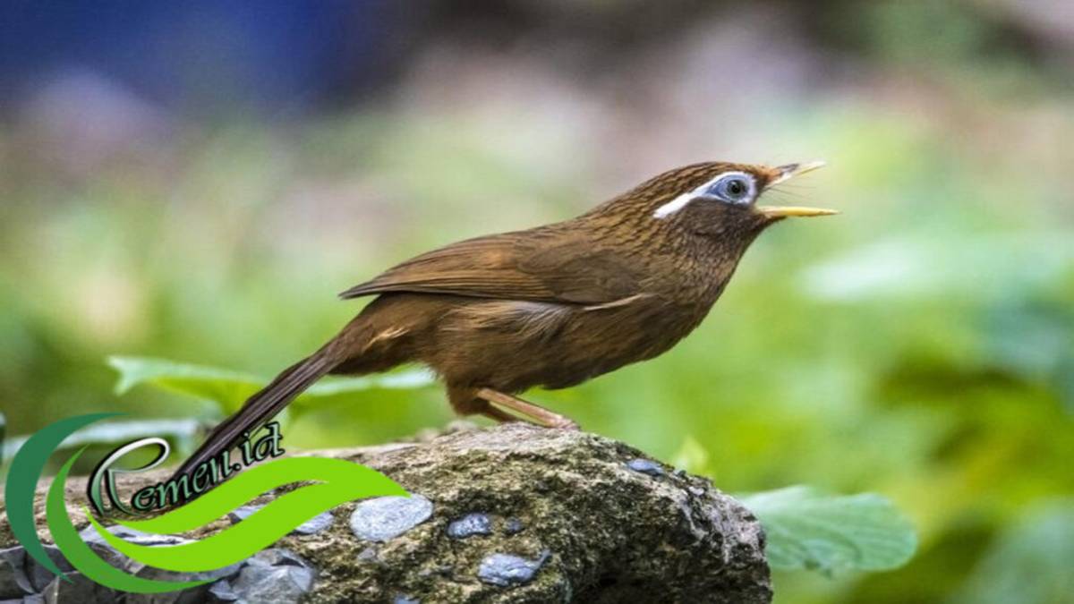 Panduan Cara Ternak Burung Wambi Agar Sukses, Pemula Wajib Tahu!