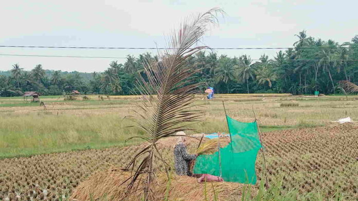 Petani di Langkaplancar Pangandaran Berharap Harga Gabah Stabil