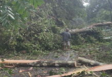 Pohon kiara berusia ratusan tahun tumbang di Langkaplancar Pangandaran