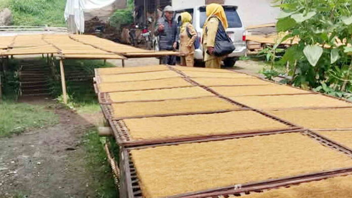 Produksi Tembakau di Sumedang