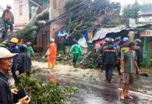 Pohon Besar Tumbang ke Jalan