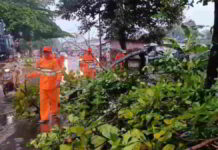 Pohon Tumbang di Sumedang