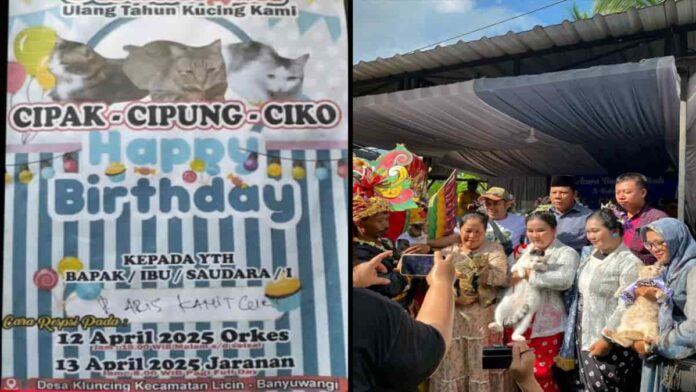 Pesta ulang tahun kucing di Banyuwangi dirayakan mewah