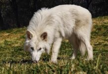 Serigala Purba Dire Wolf, Kebangkitan Sang Predator Zaman Es